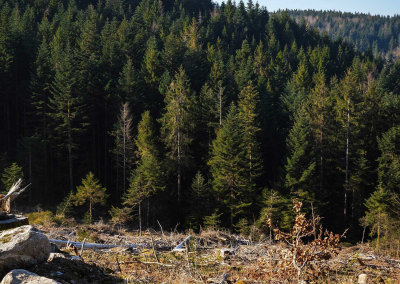 Projet de séquestration du carbone – Forêt du Syndicat